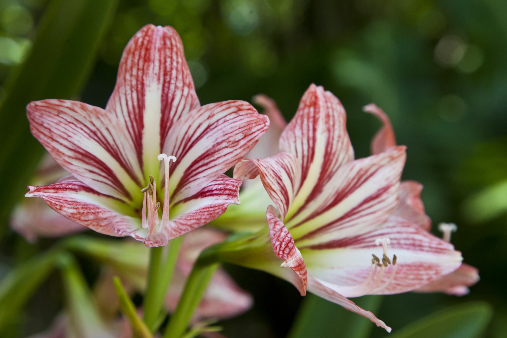 Flor De Mayo